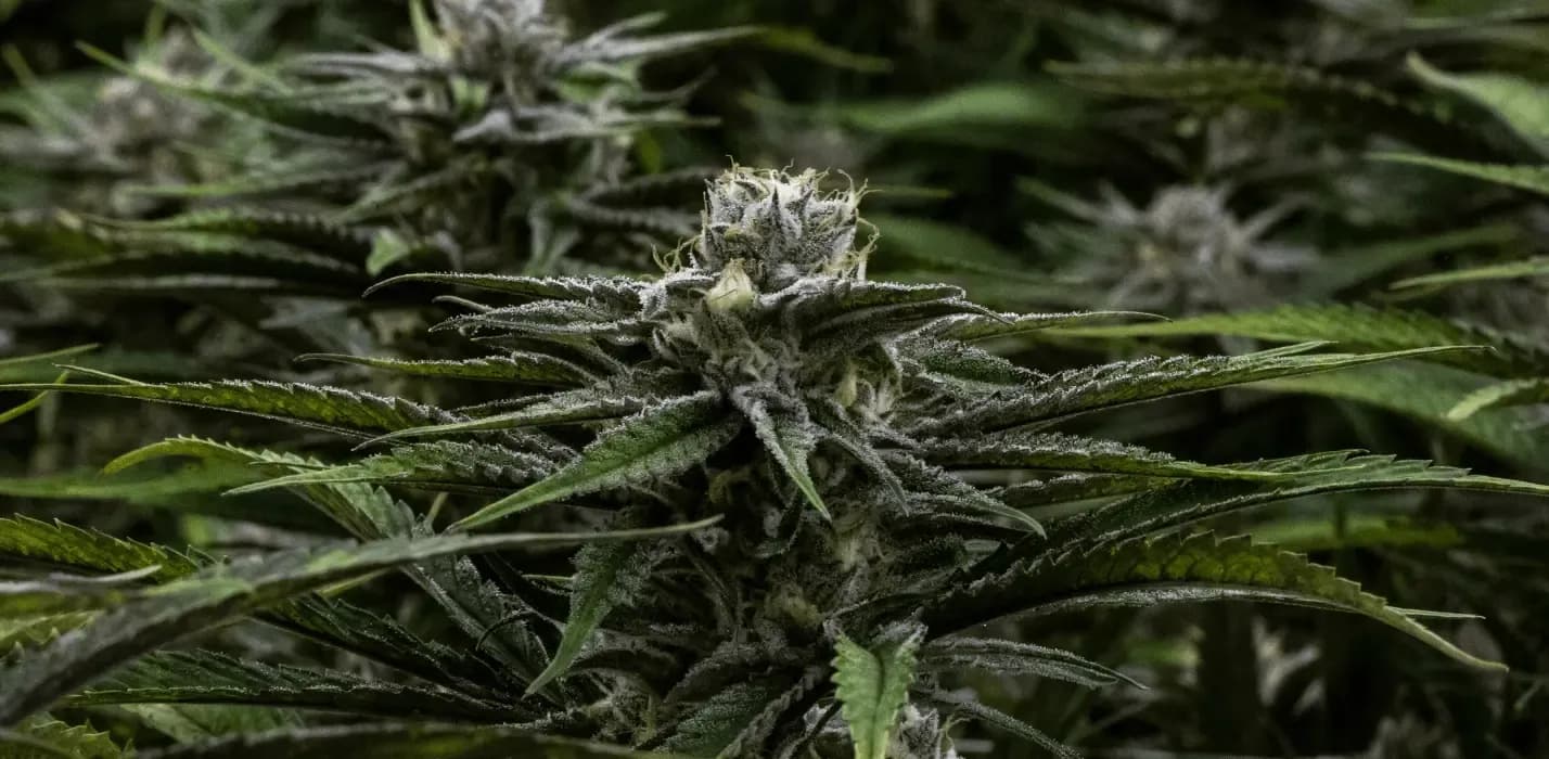 Cannabispflanzen